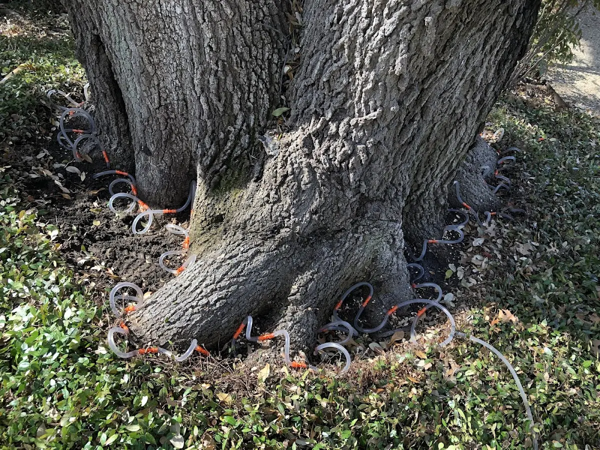 Detailed Tree Cabling and Bracing job site in Diamondhead