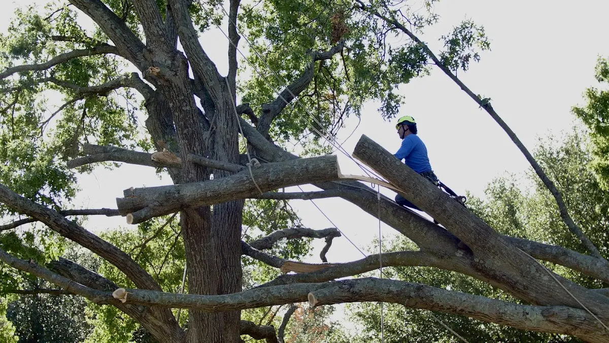 Professional Crown Thinning performed by certified arborists in Diamondhead